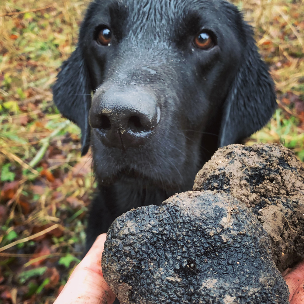 500g Fresh English Autumn Wiltshire Truffles Rev Comps